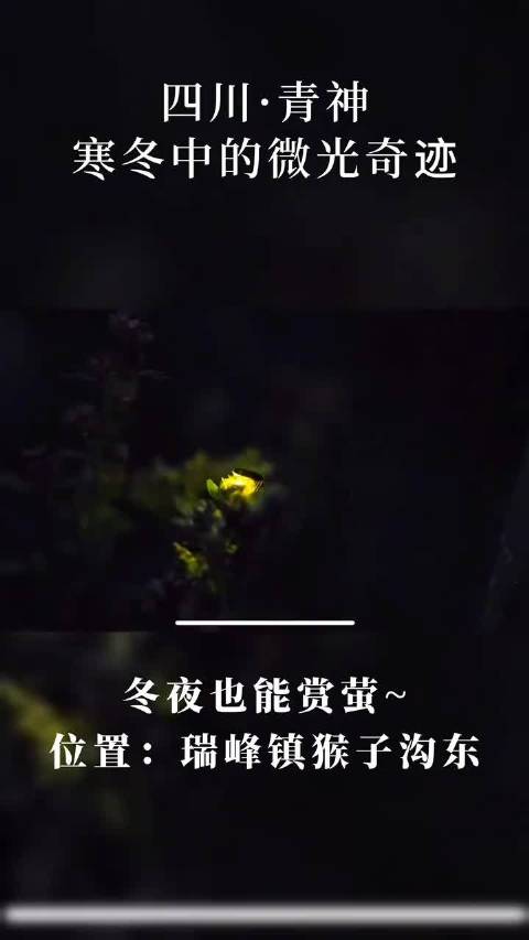 好稀奇，快来眉山青神！这个冬天瑞峰猴子沟居然还有萤火虫
