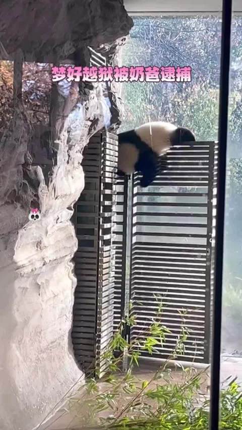 越狱被奶爸抓了个正着