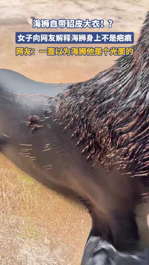 海狮自带貂皮大衣！？女子向网友解释海狮身上不是疤痕