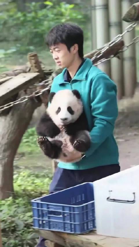 小月亮铁头功撞弯围栏20分钟越狱成功