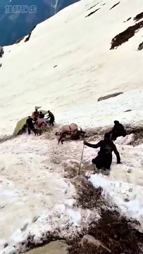 毛驴攀登雪山摔倒，不幸滚落万丈悬崖