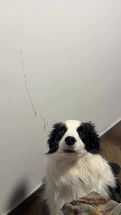 海豹歪再现哈哈哈哈哈“出去玩？才怪咧”