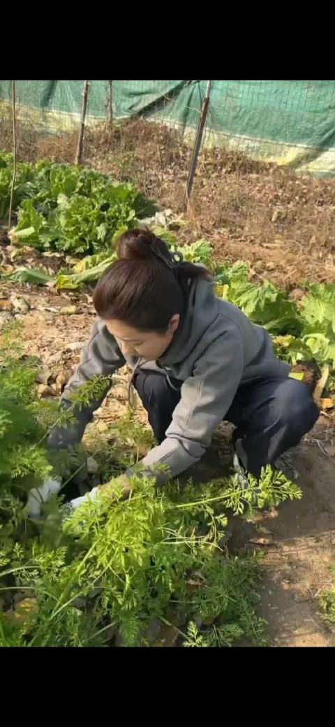 看曾黎拔萝卜好解压，这种老式胡萝卜最好吃了！