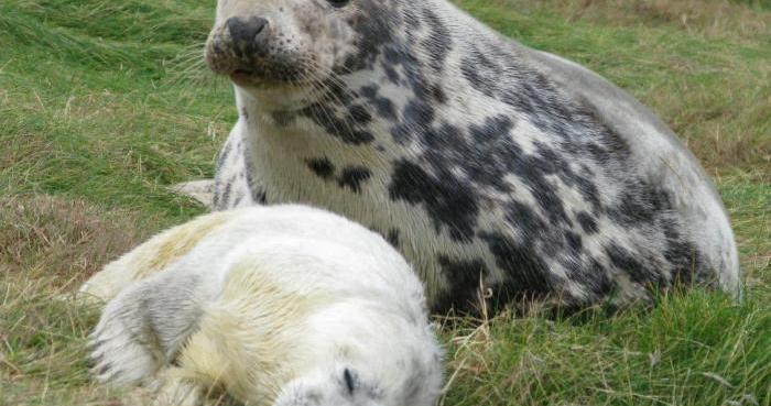 人类乳汁具有独一无二的复杂性？最新研究发现海豹乳汁也不逊色