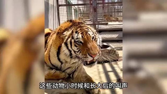 这些动物小时候和长大后的叫声反差有多大？海狮叫声太搞笑了！