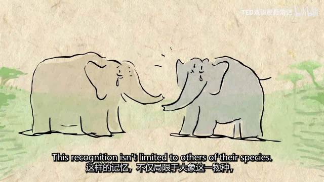 英文演讲短片：不是吧！大象的脑子才是真正的‘云存储’？