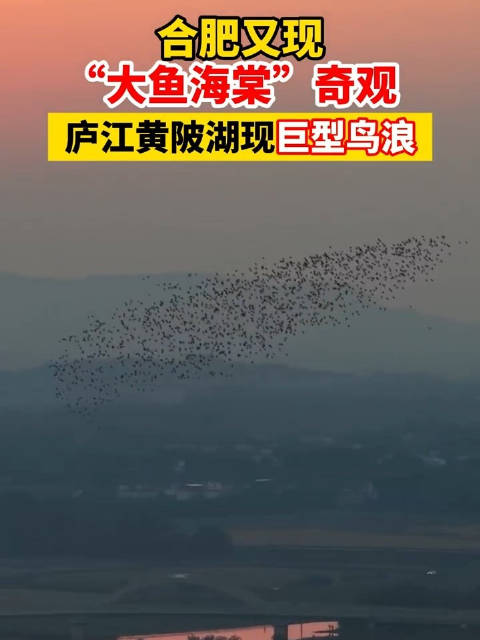 合肥黄陂湖现鸟浪奇景似鲲鹏翻翔