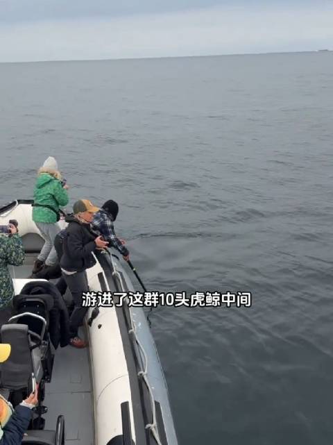 虎鲸包围了小船，一只海狮躲在下面