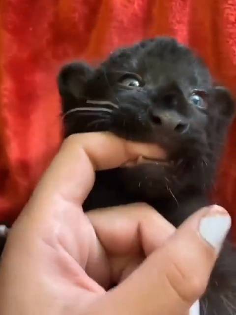 一家人从小屋里救出了一只刚出生的黑豹幼崽