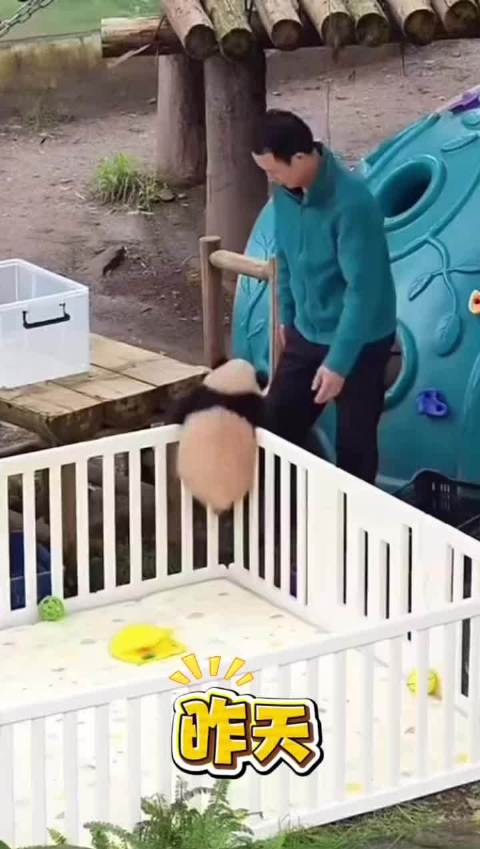 熊猫崽崽越狱探索引关注，萌兰或现场教学