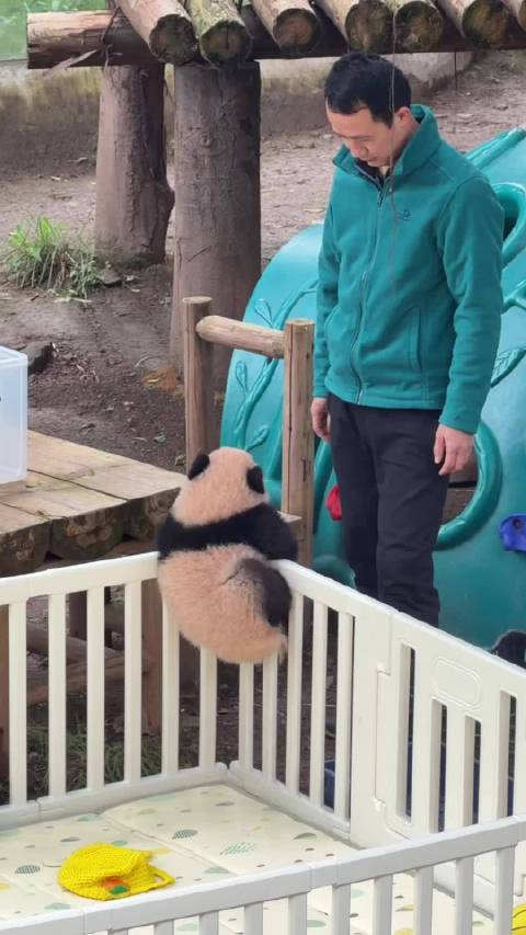 下次不当着奶爸的面越狱了，不然这越狱不成功哈哈哈