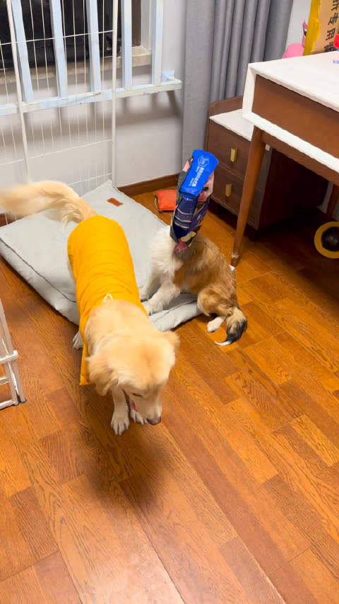 不仅越狱出来吃狗粮 还知道带回自己房间吃