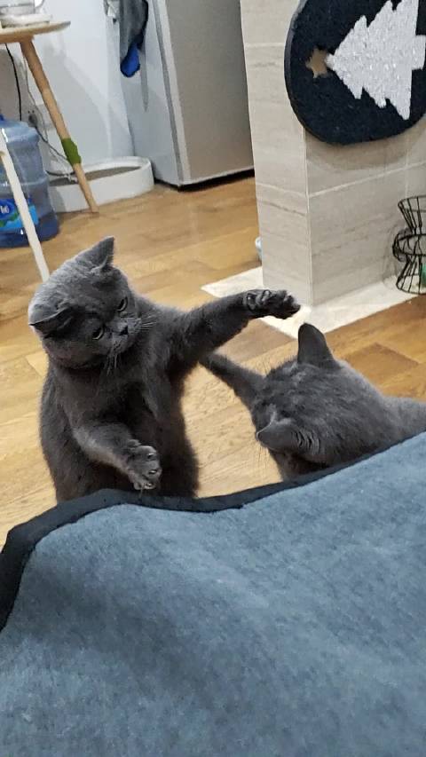 珍贵高清黑豹互殴视频曝光