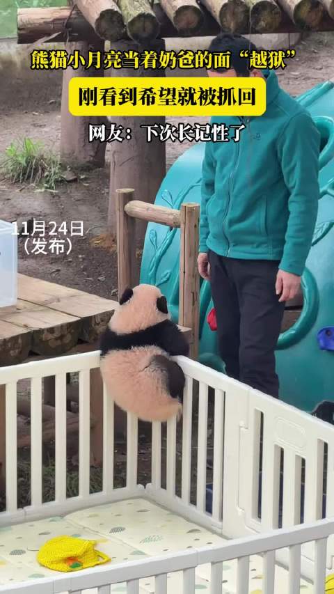 熊猫小月亮当着奶爸的面“越狱”，刚看到希望就被抓回，网友：下次长记性了