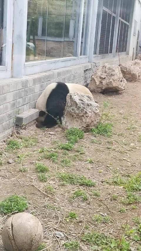 萌兰又开始挖地道越狱， 千万不要告诉奶爸奶妈们！ 来源：东东呀
