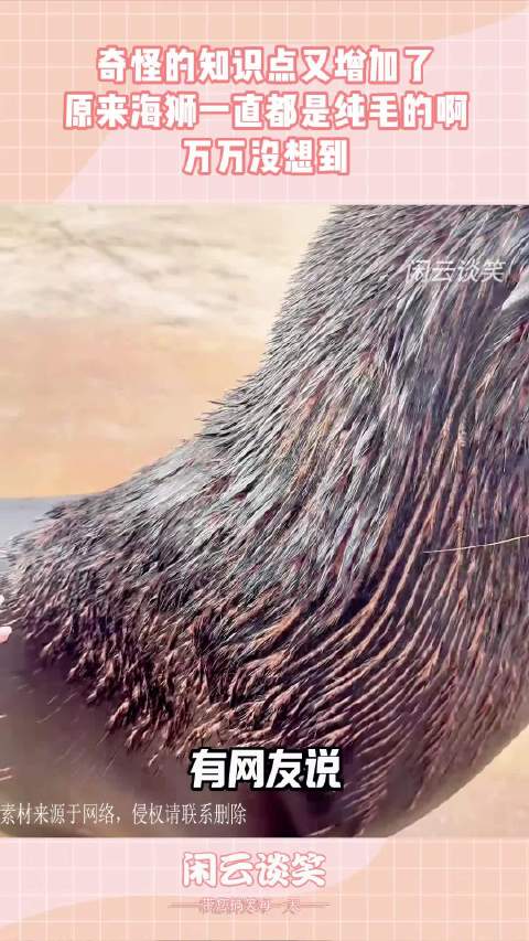 奇怪的知识点又增加了，原来海狮一直都是纯毛的啊，万万没想到！