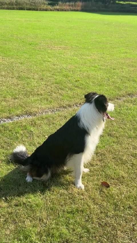 派宝紧盯黑衣人护卫大草坪