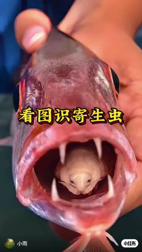 鱼体寄生虫有哪些？