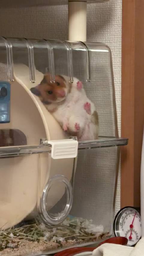 一进家门发现在啃笼子准备越狱 视线对上卖了个萌跑了