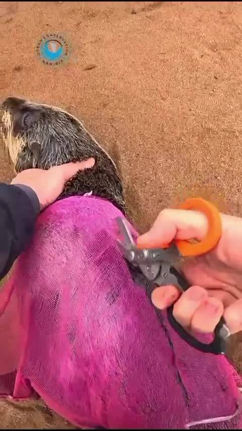 海狮被编织袋困住获救，人类破坏与救赎并存