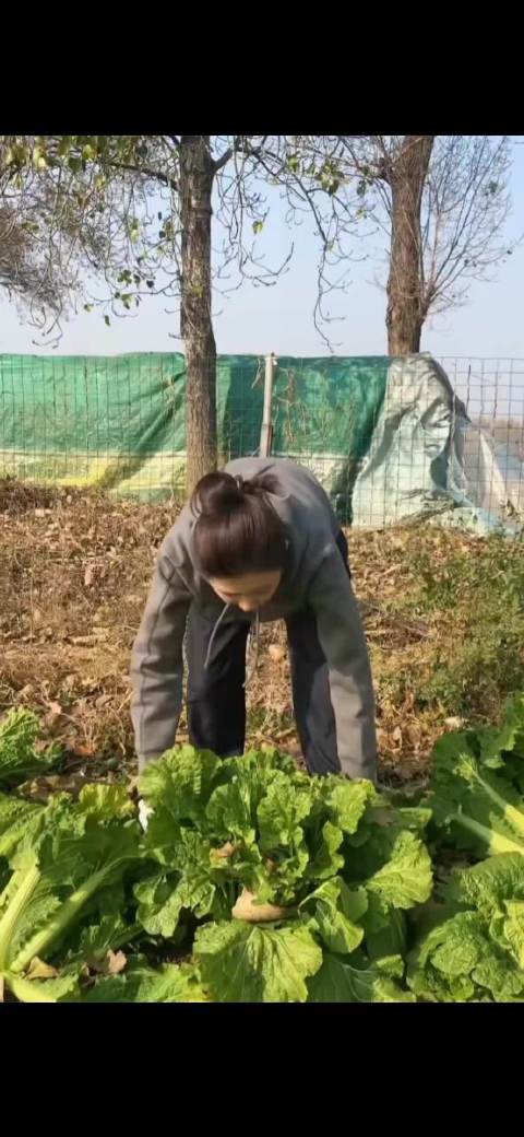 曾黎谈南北方囤菜差异，北京囤白菜湖北囤西瓜