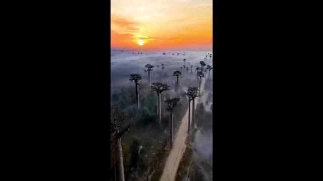 简直离奇到不像地球景象…… 但这一切都真实存在于马达加斯加