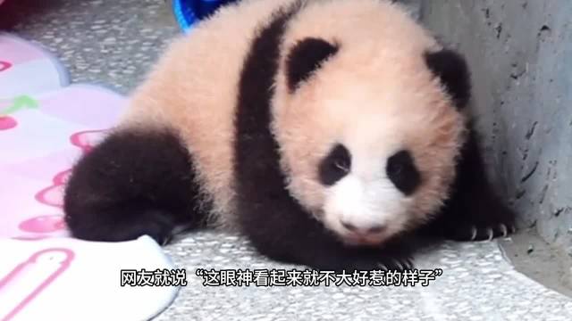 四月龄婴儿拆围栏越狱，美少女壮士之仔展惊人力量