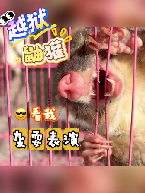 “越狱”鼬獾：看我杂耍表演