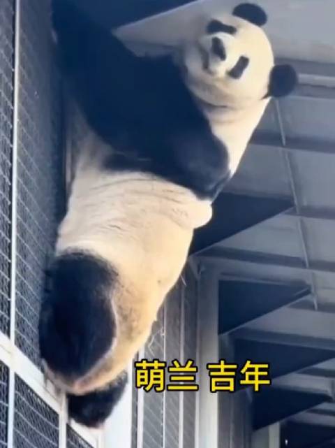 萌兰越狱被外甥吓住，吉年表演咬手手逗乐