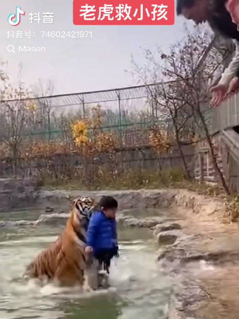 震撼！老虎救小孩！