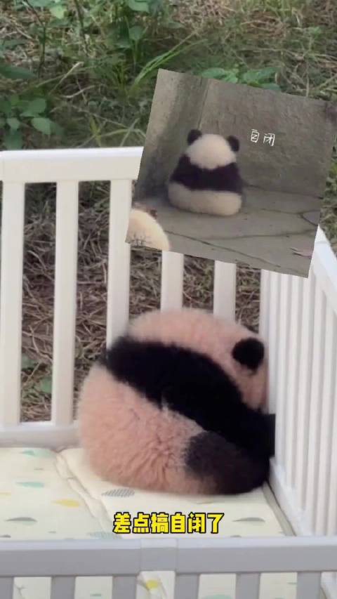 良月崽出来营业啥也没干，就想着越狱！差点把自己搞自闭了