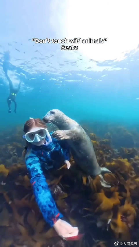 海豹零距离接触潜水员，胡须检查装备强行入镜