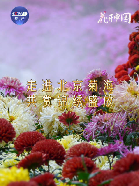 花开中国 | 走进北京菊海 共赏锦绣盛放