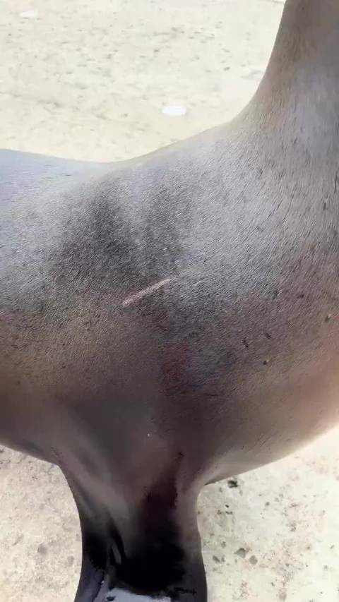 如果你没有听过海狮叫的话