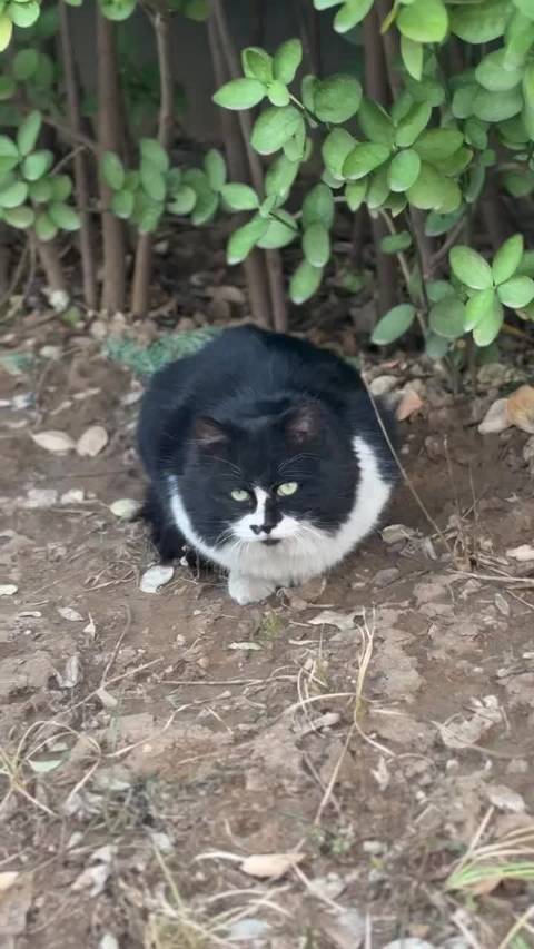 在越南南部 偶遇一只黑色的，天龙八部的猫