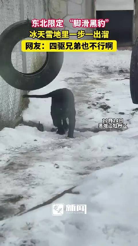 东北 限定“脚滑黑豹”，冰天雪地里一步“一出溜”，霸气中透露着呆萌