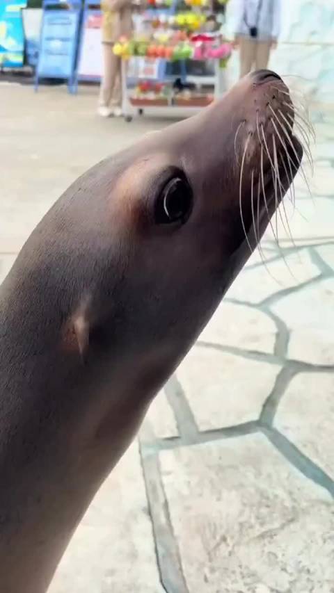 海狮尾巴为退化器官，源自犬科祖先