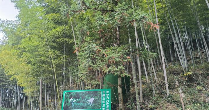 黟县著名景点，电影卧虎藏龙的拍摄地-木坑竹海