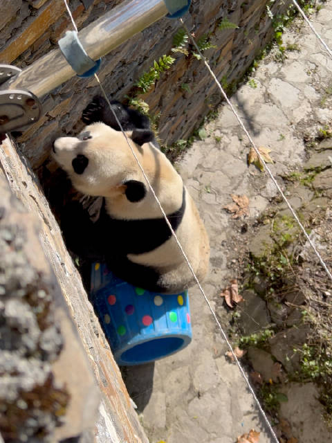 恩恩，想越狱呀