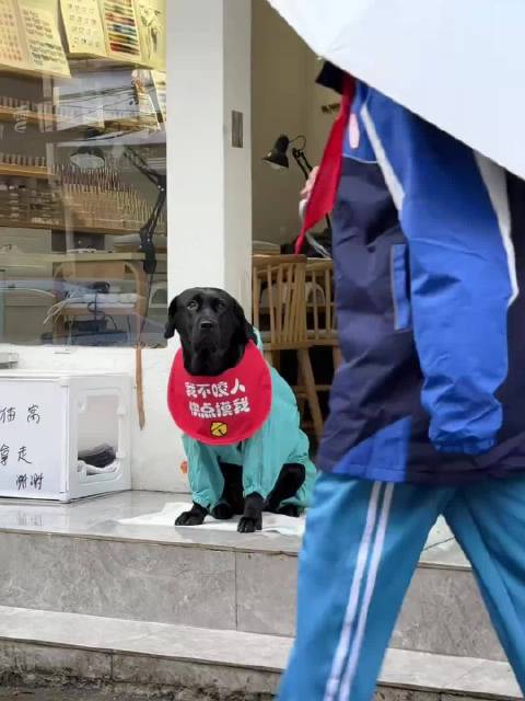 网友：脖子都快伸成海豹了都没人摸一下它