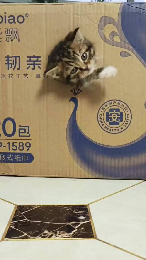 小猫越狱到一半居然累睡着了