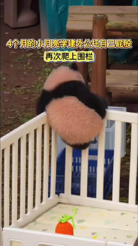 虫洞小猫学外公越狱却托错屁股