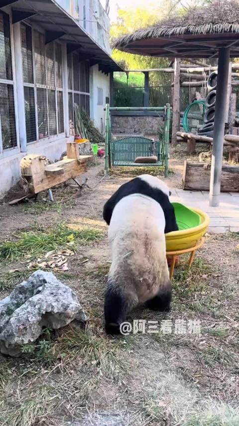 萌兰在大黄碗中玩球翻滚，展现功夫熊猫身手