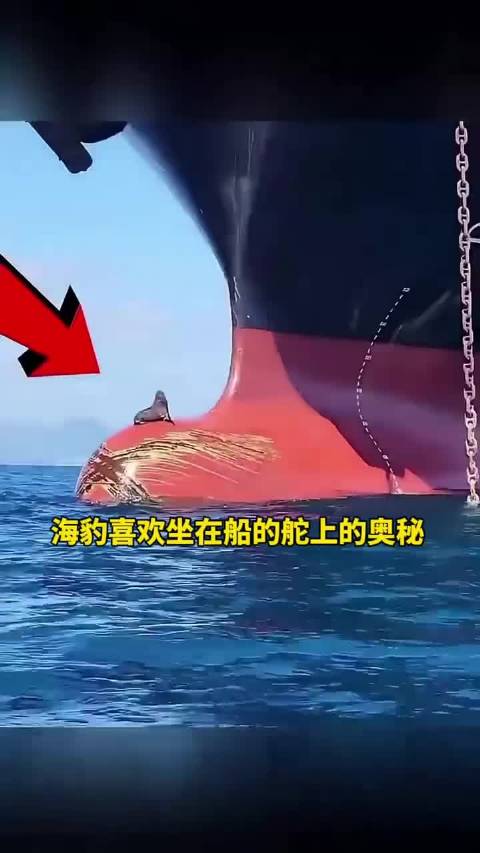 海豹喜欢坐在船的舵上的奥秘