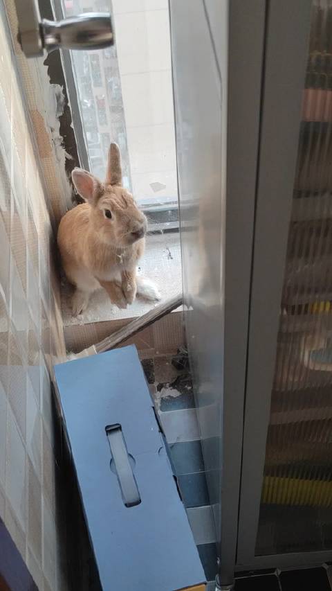一大早发现杜柿子越狱 在家找了一圈 结果喜提脏脏小兔