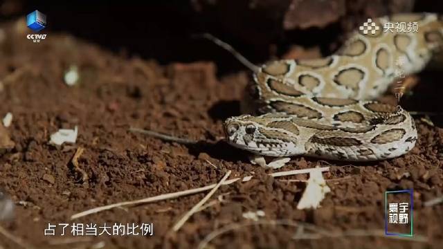 疯狂动物城2中的盖瑞原型蛇有多毒？