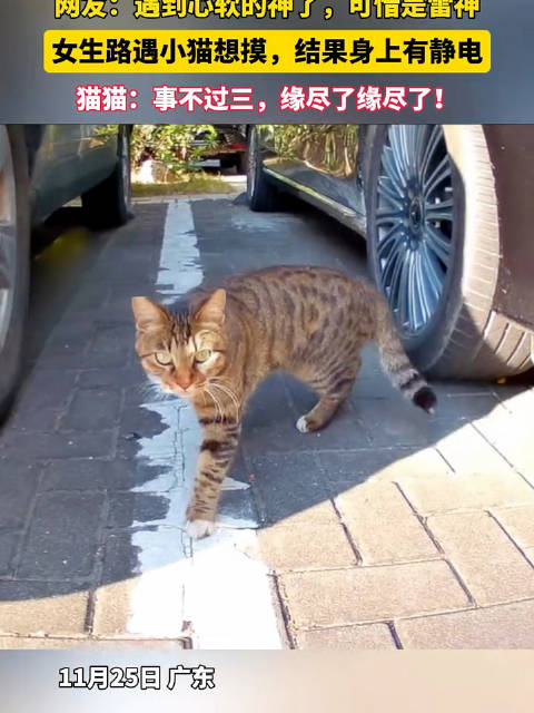 女生路遇小猫想摸因静电未果