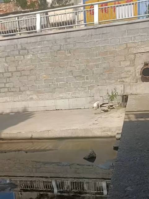 男子冒险攀爬护城河救下受惊动物