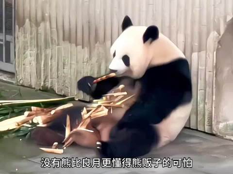 大熊猫良月当妈后秒变护娃狂魔，幼崽小月亮四个月会翻栏越狱