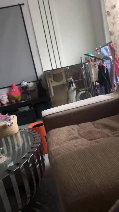 菲菲的猪头靠左 大利群还是那么有劲 这二胖疯了要给脑瓜子塞门缝里试图越狱